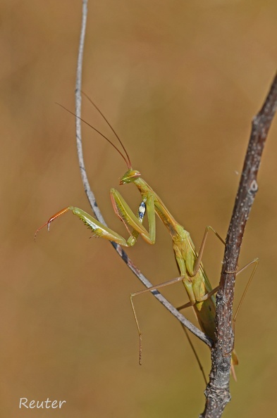 Europäische Gottesanbeterin - European Mantis (Mantis religiosa)
Foto: Karl Reuter
Ort: Labin, Istrien, Kroatien
Kamera: Nikon D7000, Nikkor 105VR 1:2,8 Europ__ische Gottesanbeterin _Mantis religiosa_ 2013 I.jpg